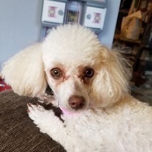 Meet your Posher, Cece